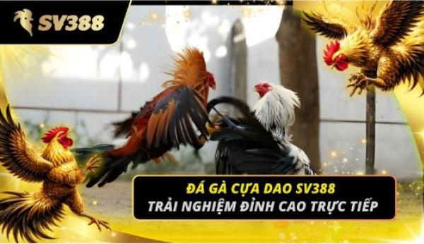 Đá Gà Cựa Dao SV388: Đỉnh Cao Giải Trí Và Kinh Nghiệm Cá Cược Bất Bại