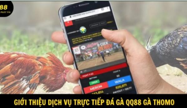 Đá Gà QQ88 Và Trải Nghiệm Theo Dõi Chiến Kê Đầy Kịch Tính Cho Người Chơi Hiện Đại